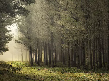 The fog screen can be layered, the fog screen is deep, the panoramic view Sen path mask Pantone color number indicates the daytime forest panorama. texture (ID:ffach297263)