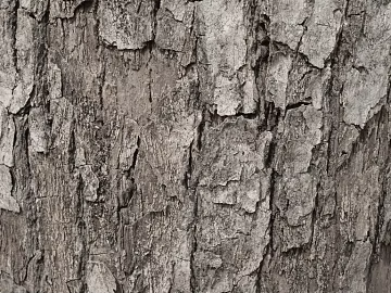 bark texture (ID:ffajg28257)