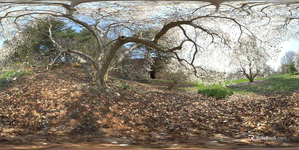 Wild Dead Tree Leaf Day HDR texture