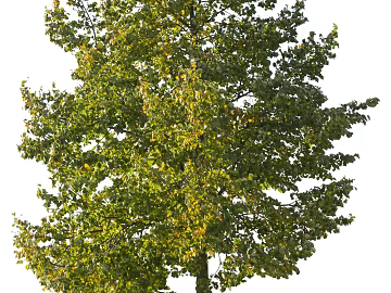 Trees Autumn Trees Big Trees Small Trees Commercial Trees Roadside Trees Community Greening texture (ID:ffach604443)