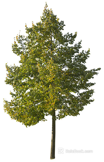 Trees Autumn Trees Big Trees Small Trees Commercial Trees Roadside Trees Community Greening texture