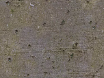 bark texture (ID:ffadf5621)