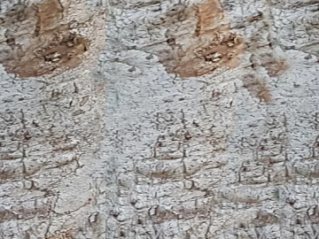bark texture (ID:ffacg54767)