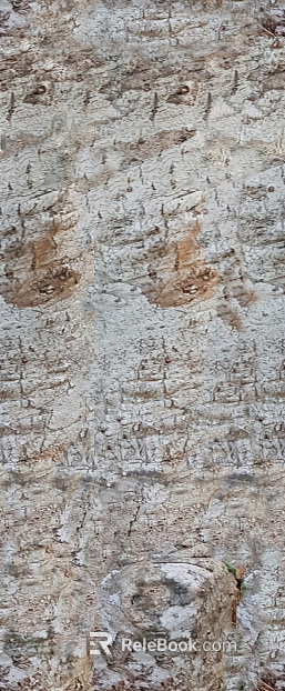 bark texture