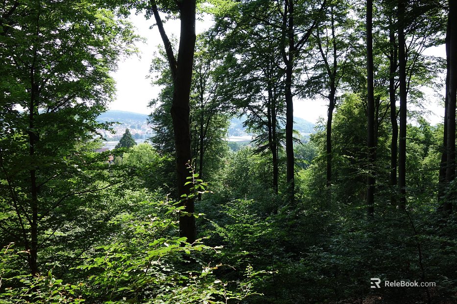 Wild Scenery texture