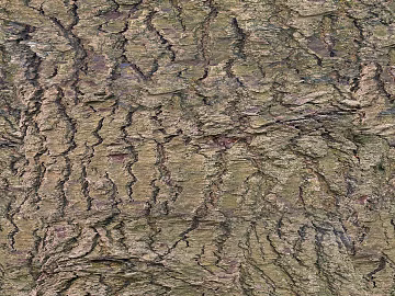 Grey Brown Bark Natural Texture Map texture (ID:ffaeh650524)
