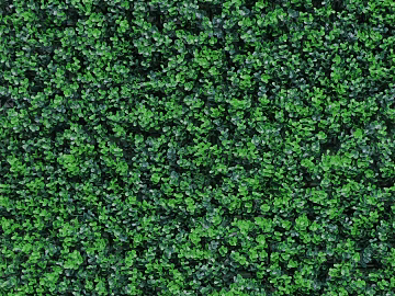 Plants texture (ID:ffabg79531)