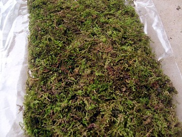 moss texture (ID:ffacg51547)