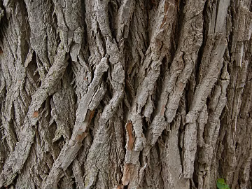 bark texture (ID:ffhje649)