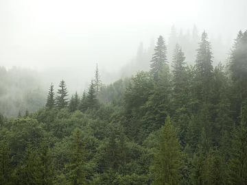 Sky mountain forest bird's eye view texture (ID:ffach617963)