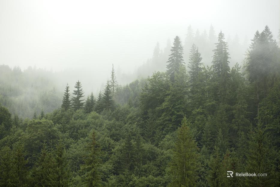Sky mountain forest bird's eye view texture