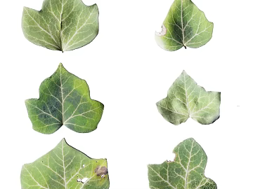 Leaf PBR texture (ID:ffach043781)