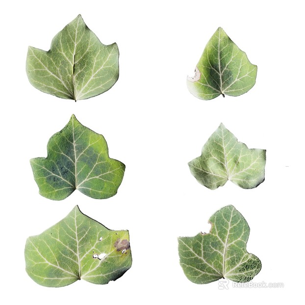 Leaf PBR texture