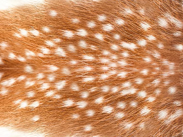 animal skin texture (ID:ffaeg45096)