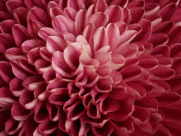 Flowers texture (ID:ffabg44262)