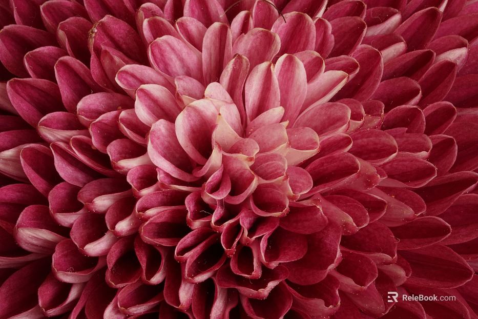 Flowers texture