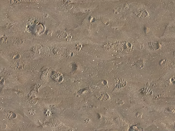 Beach Beach texture (ID:ffaaf9175)