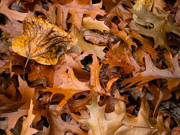 fallen leaves texture (ID:ffagg24185)