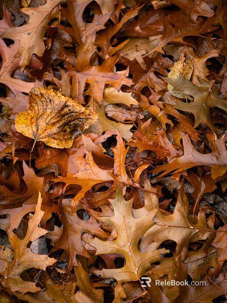 fallen leaves texture