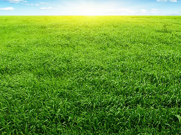 Grassland texture (ID:ffach997388)