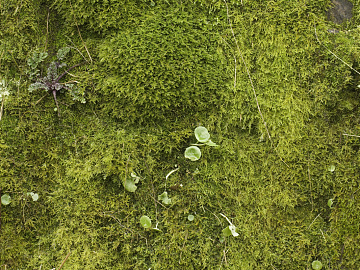 moss texture (ID:ffabg29689)