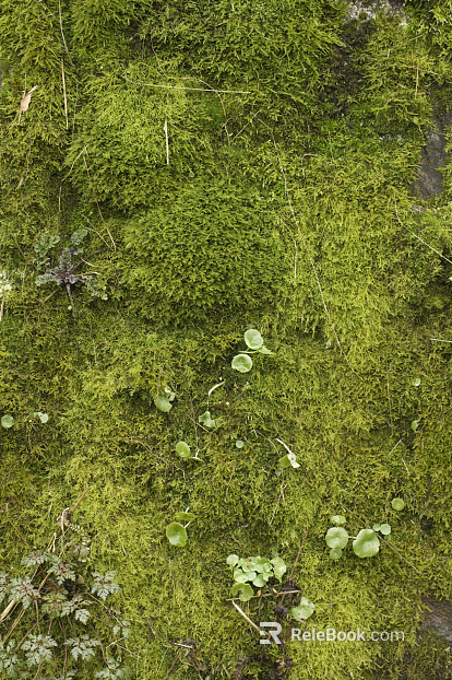 moss texture