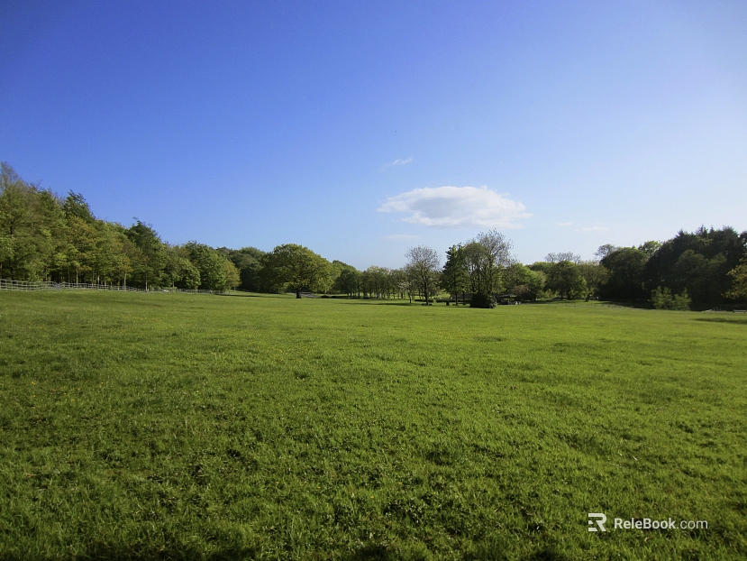 Green grass field outdoor scene texture