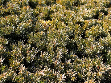 Plants texture (ID:ffabg83270)