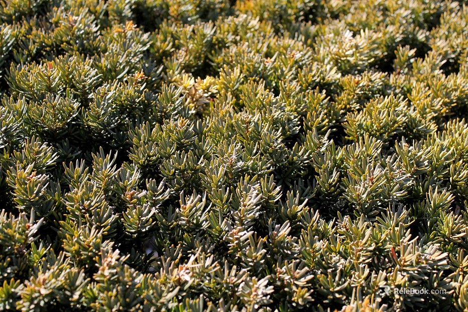 Plants texture