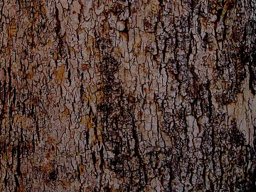 bark texture (ID:ffaag68908)