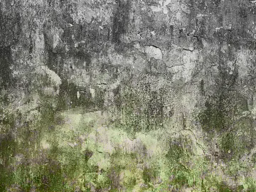 Cement wall moss white wall texture (ID:ffaif4812)
