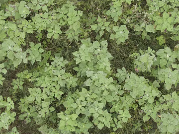 Plants texture (ID:ffagg63947)