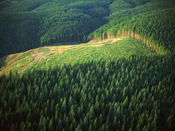 Forest Exterior texture (ID:ffach115235)