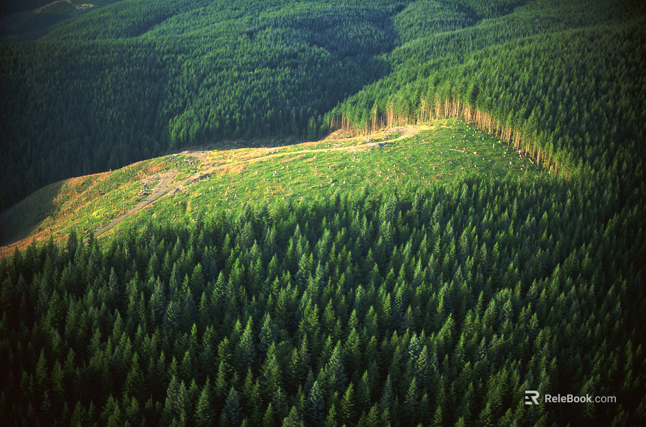 Forest Exterior texture