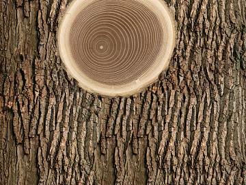annual rings texture (ID:ffaag44746)
