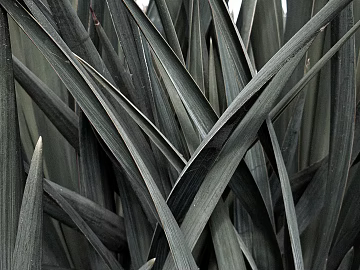 Plants texture (ID:ffagg38213)