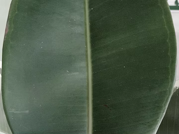 leaves texture (ID:ffagg78747)