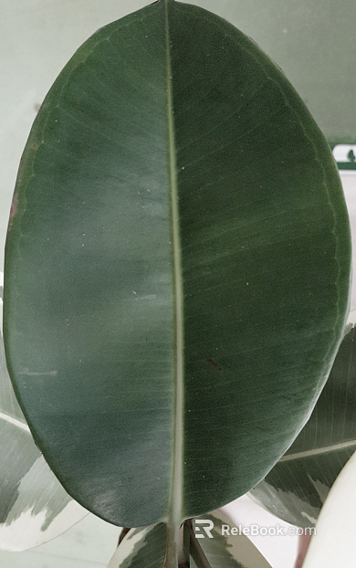 leaves texture