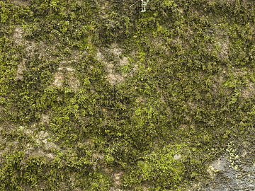 moss texture (ID:ffacg91337)