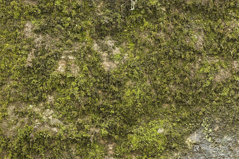 moss texture