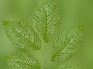 leaves texture (ID:ffabg81123)