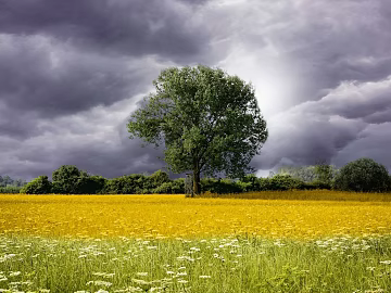 Wild Scenery texture (ID:ffabg85608)