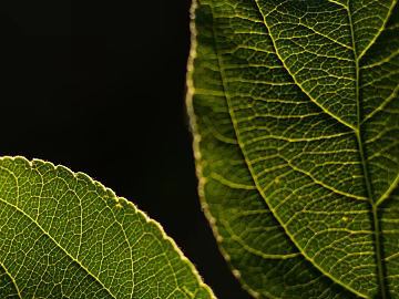 leaves texture (ID:ffaeg76577)
