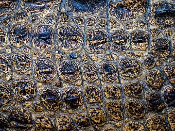 animal skin texture (ID:ffaeg80283)