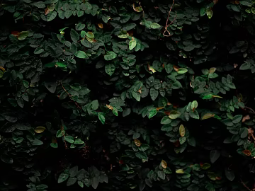 Plants texture (ID:ffagg23955)