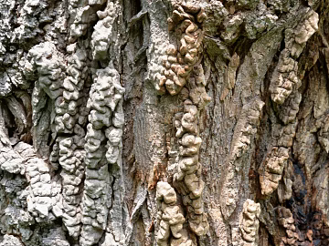 bark texture (ID:ffagg68775)