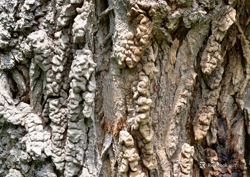 bark texture