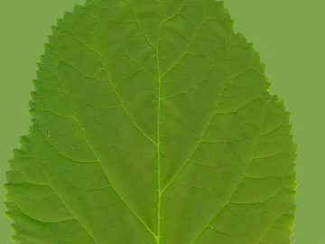 leaves texture (ID:ffajg45861)