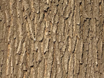 Dark brown bark texture natural material (ID:ffaeh186129)