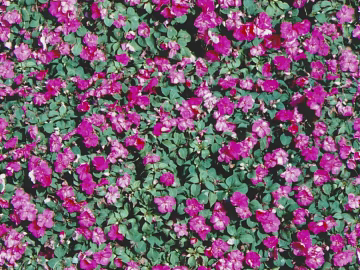 Rose red flowers bush plant background texture (ID:ffaeh063936)